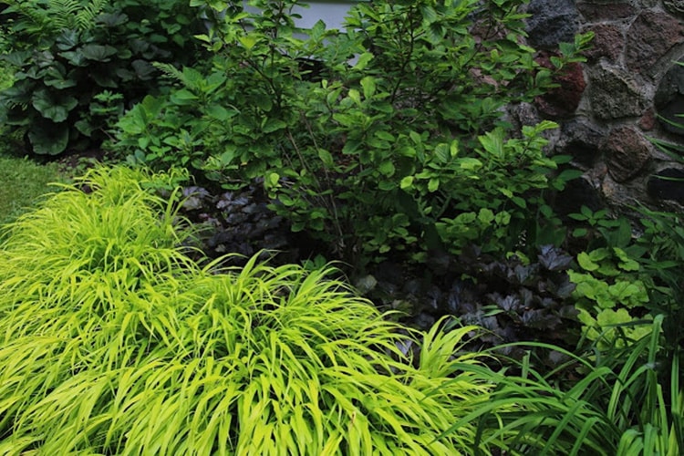 Hakonechloa 'All Gold'