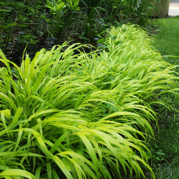 Hakonechloa all gold