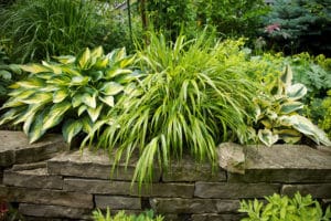 Mr Stripey hakonechloa