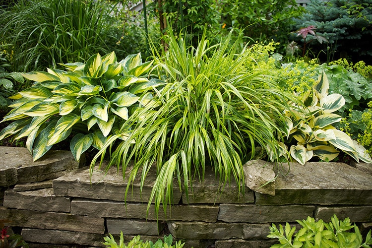 Mr Stripey hakonechloa