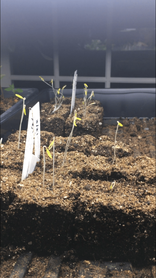 just germinated tomatoes