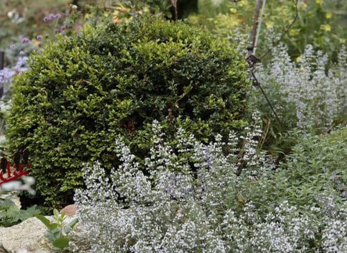 calamintha nepeta montrose white