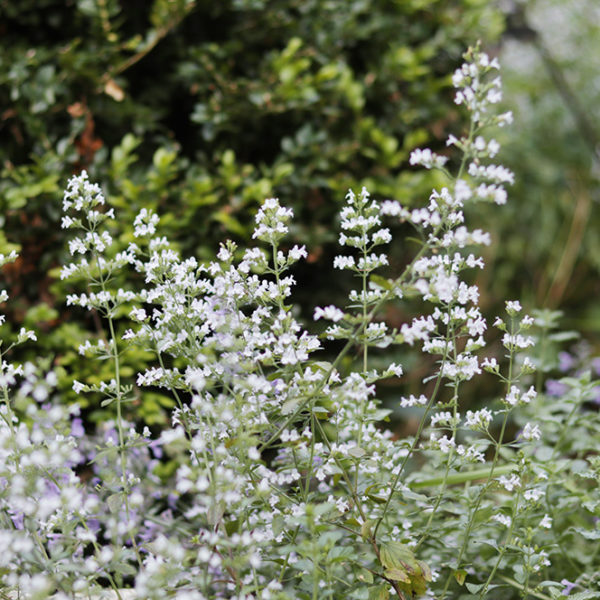 calamintha nepeta closeup