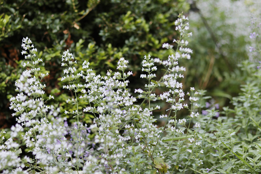 calamintha nepeta closeup