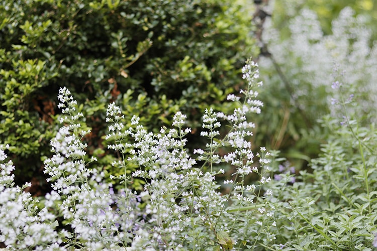 Calamintha nepeta 'Montrose White'