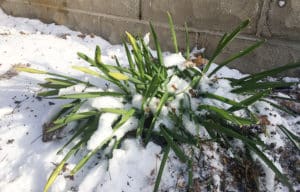 Daffodils are some of the earliest flowering bulbs in the garden, growing regardless of snow.