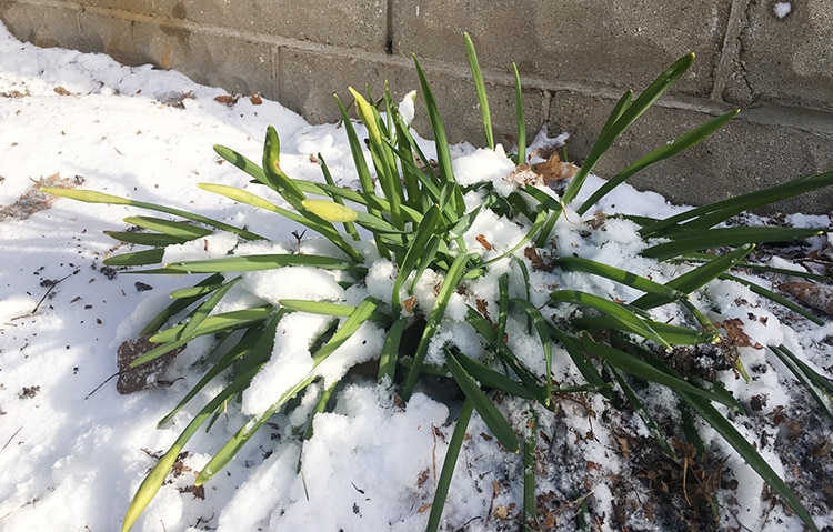 daffodils in snow