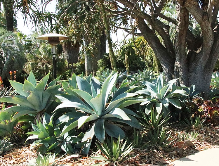 Huntington agave desert garden