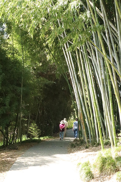 huntington bamboo grove