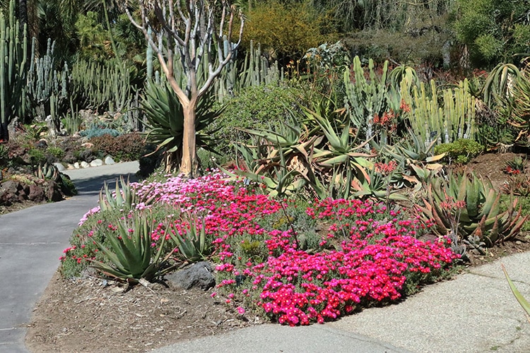 huntington pink desert garden