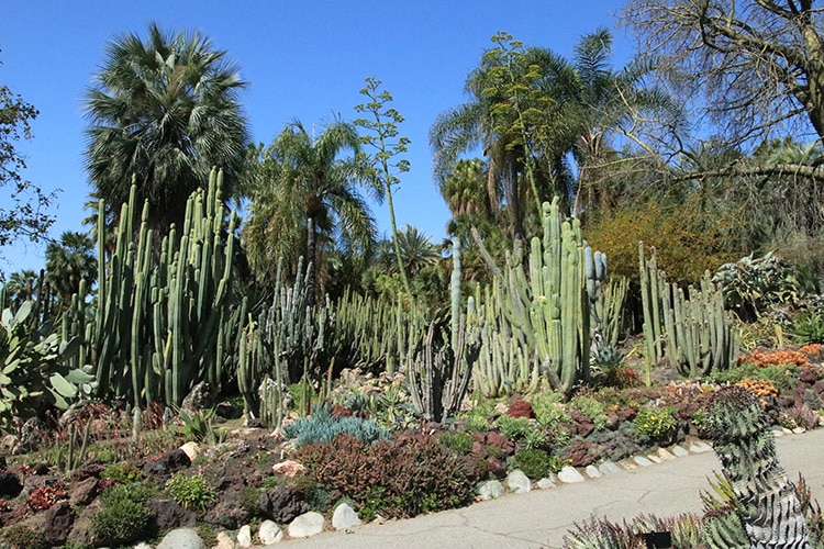 Huntington cacti desert garden