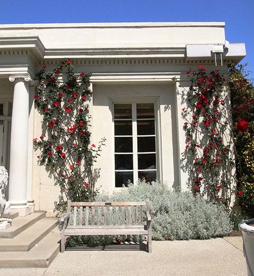 huntington red climbing rose