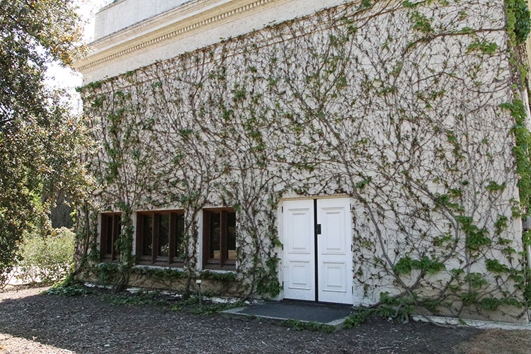 huntington ivy wall