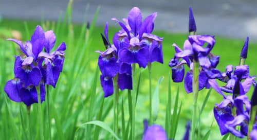 Iris in bloom