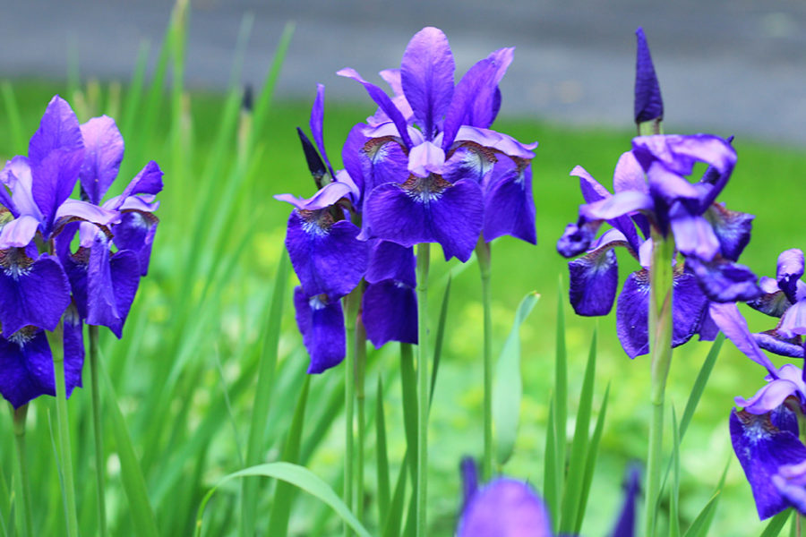 Iris in bloom