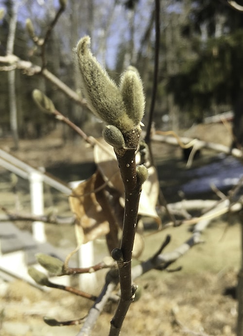 magnolia buds