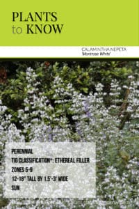 plant to know: calamintha