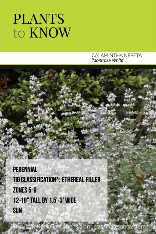 plant to know: calamintha