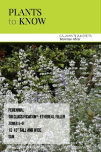 Calamintha nepeta 'Montrose White'