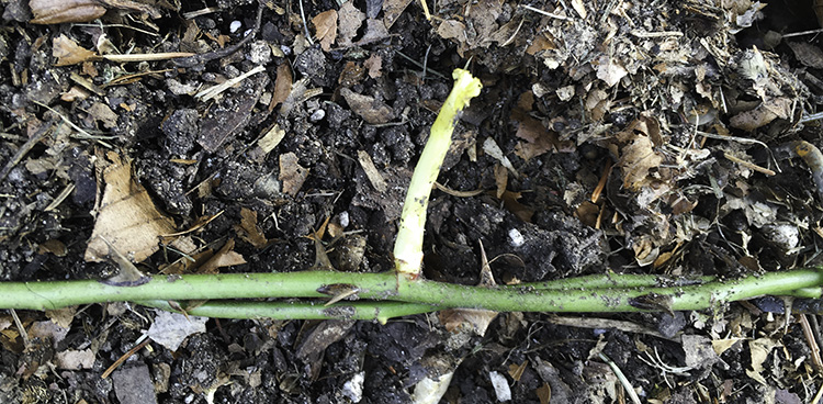 new growth on rose