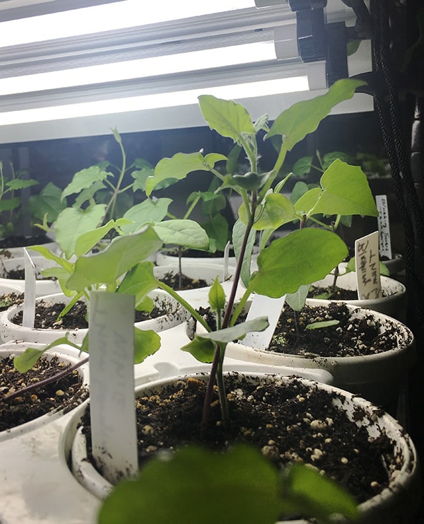 Thunbergia seedling