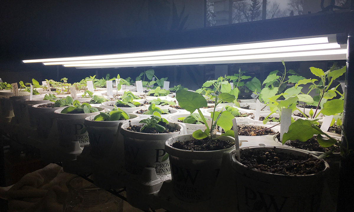Seedlings under lights