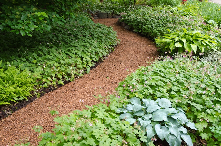 Geranium macrorrhizum lining a path