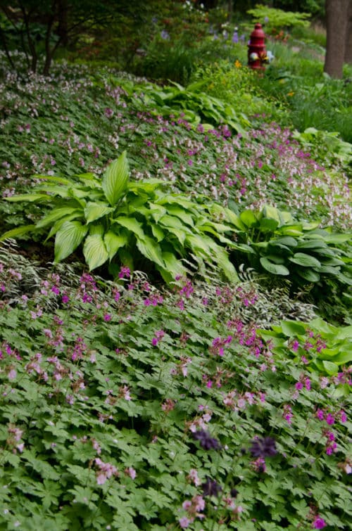 Geranium macrorrhizum in the Each Little World garden