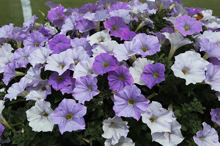 Proven Winners Blue Skies petunia