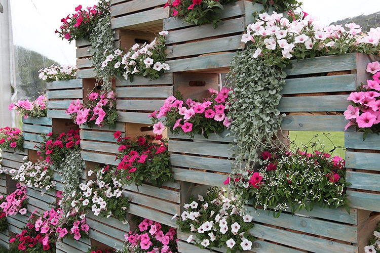 Petunia wall