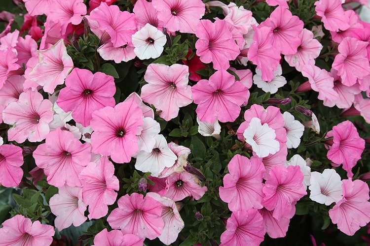 Proven Winners Supertunia vista bubble gum, silverberry, fuschia