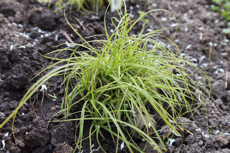 Carex 'Beatlemania'