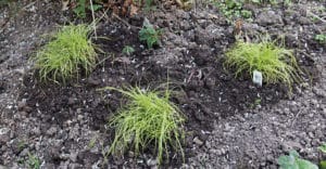 Carex 'Beatlemania'
