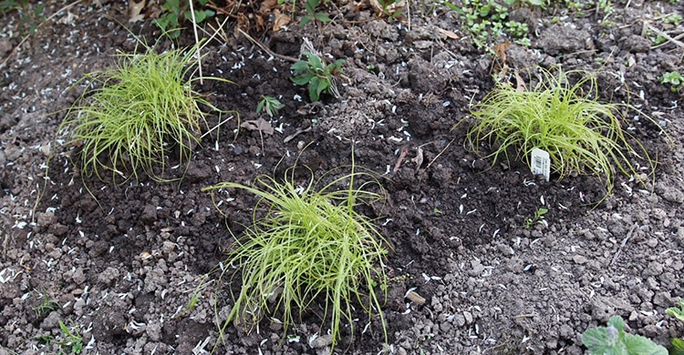 Carex 'Beatlemania'