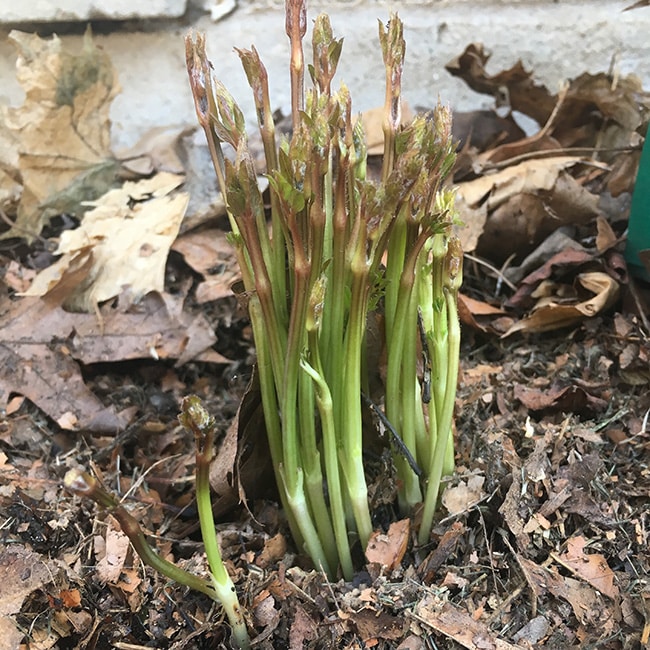 Clematis shoots