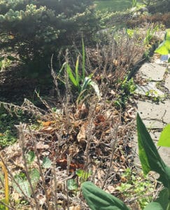 Dead lavender