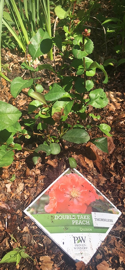 Double Take Peach quince