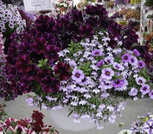 Dark petunia