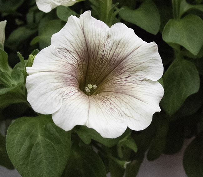 Potunia Cappucino