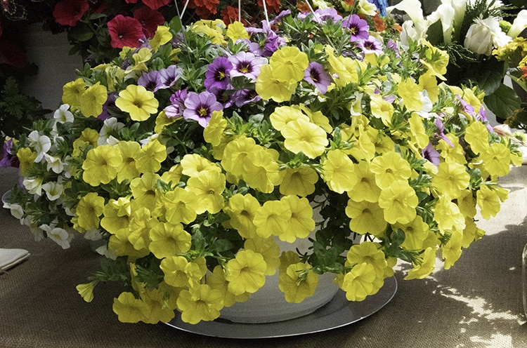 Yellow petunia from Dummen Orange