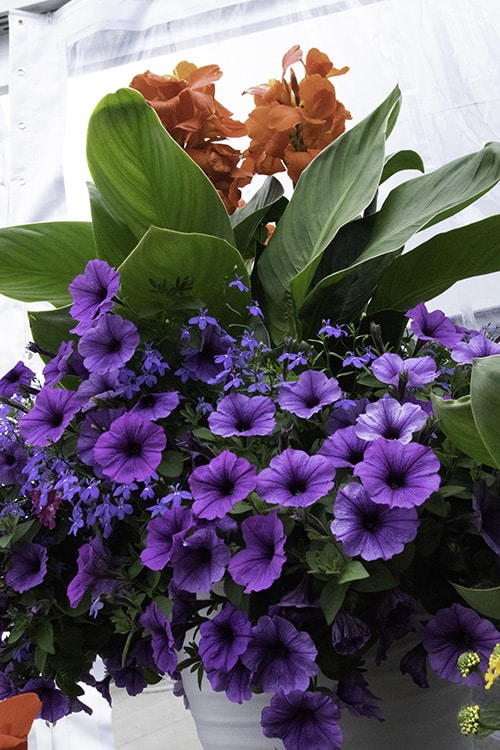 Dark purple blue petunia