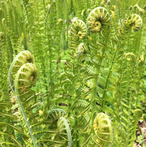 Ostrich ferns