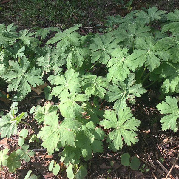 geranium macrorrhizum