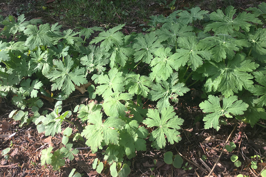 geranium macrorrhizum