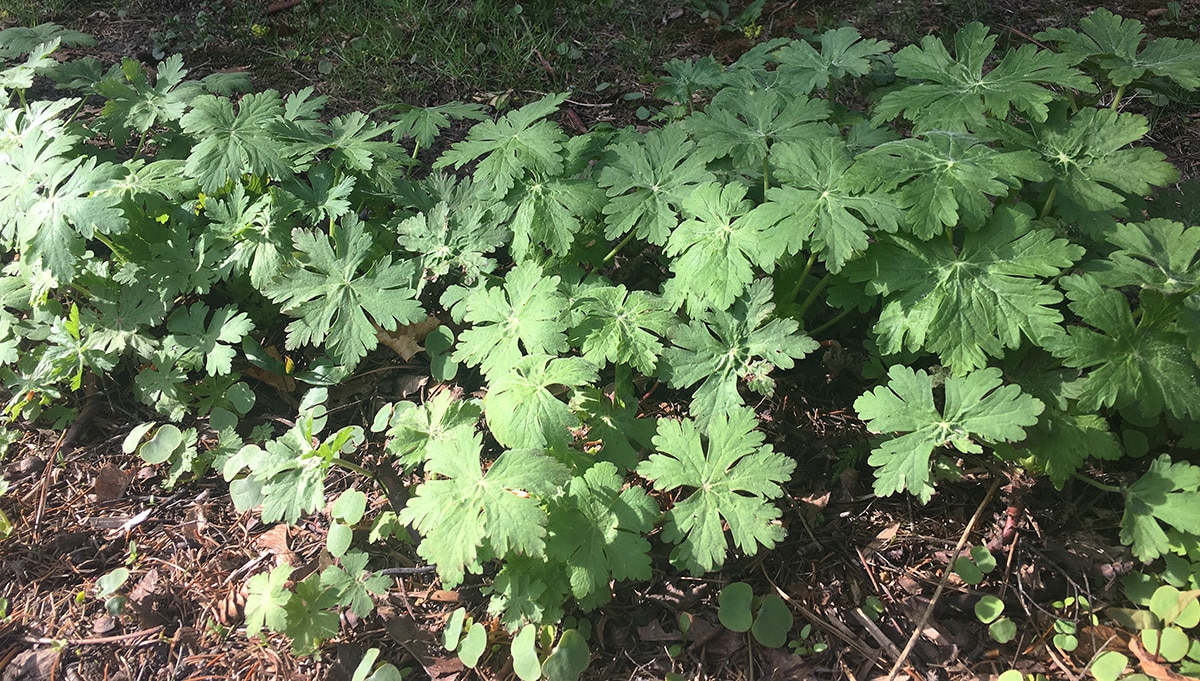 geranium macrorrhizum