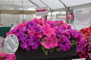 Hemgenics low petunia