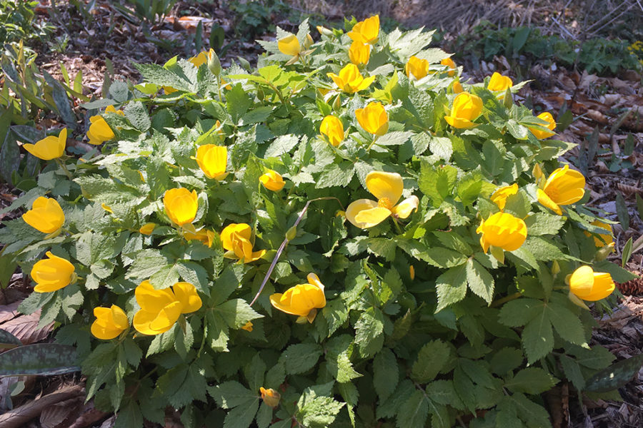 Hylocomen japonica