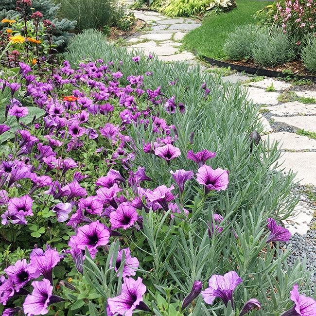 phenomenal lavender with bordeaux supertunia