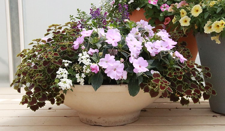 low container with impatiens