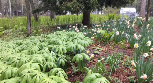 Mayapples and daffodils